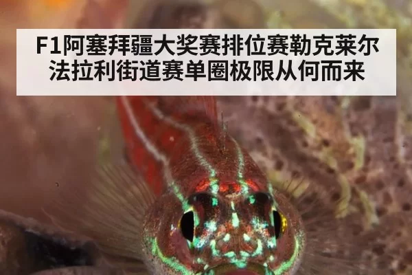 F1阿塞拜疆大奖赛排位赛勒克莱尔法拉利街道赛单圈极限从何而来